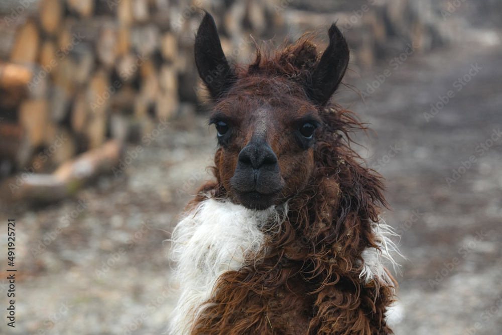 Obraz premium Lama de face