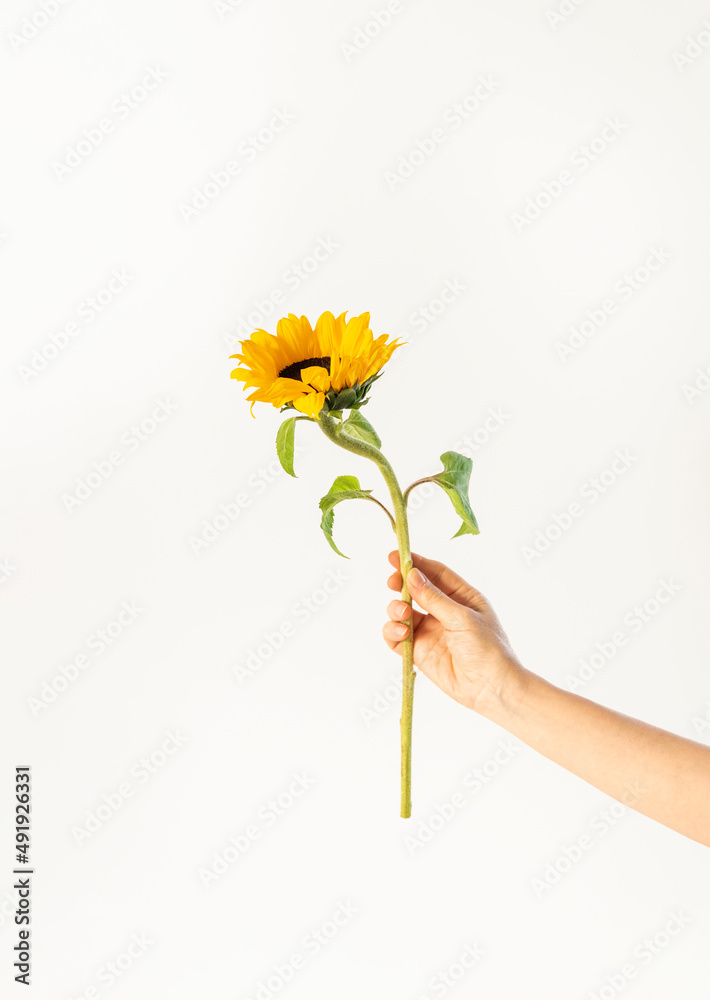 Blooming sunflower with yellow petals in hand on white background. Minimalism flower vertical orientation.