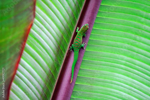 lizard on a leaf © Tamara