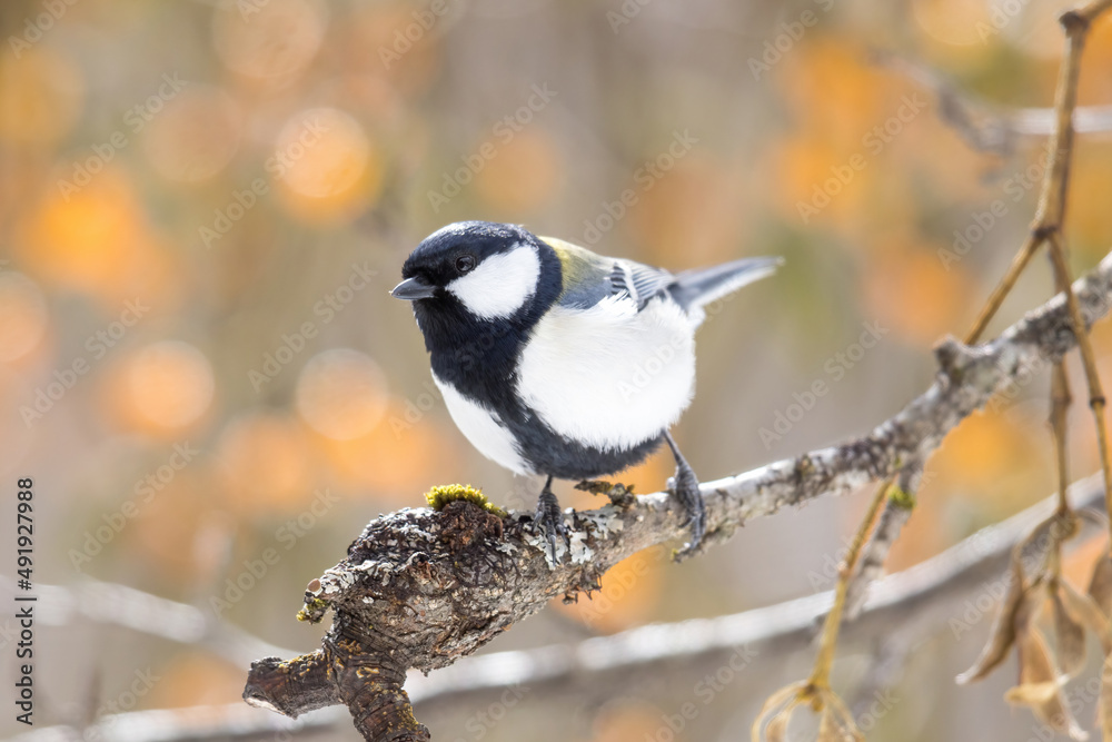 Fototapeta premium 枝にとまるシジュウカラ
