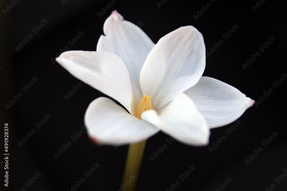 Fototapeta premium white flower