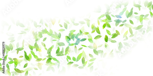 新緑　葉　春　背景