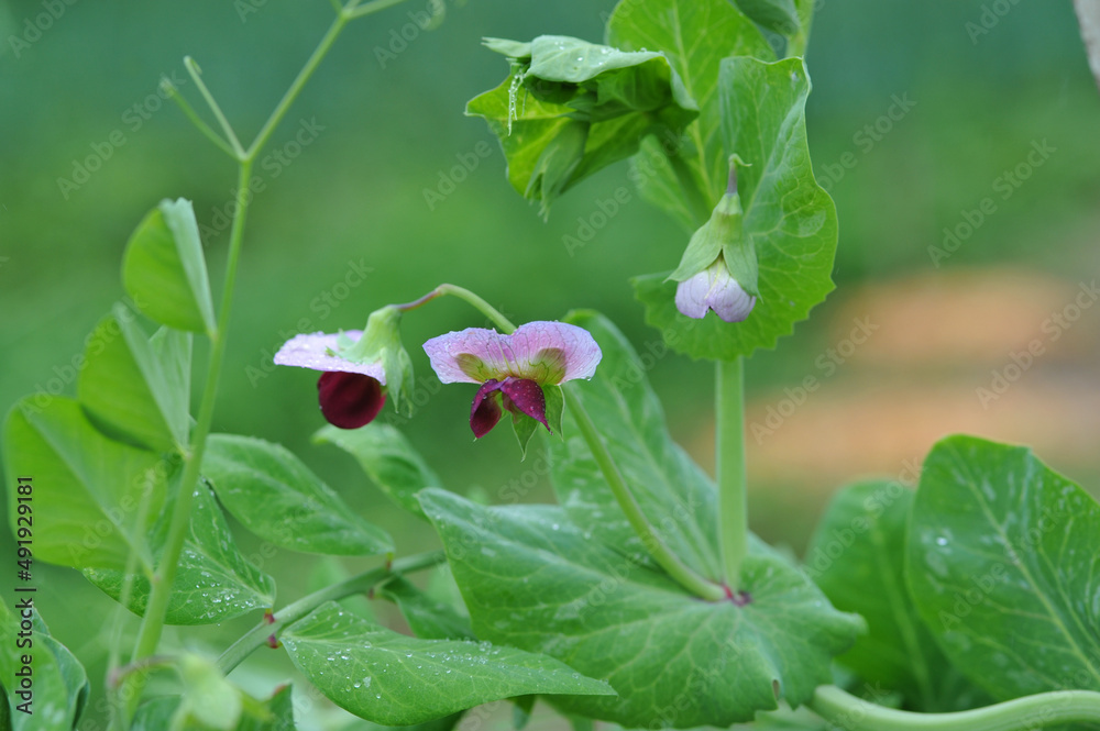 Purple pea pods and beautiful flowers on the bush Purple pea pods and beautiful flowers on the bush