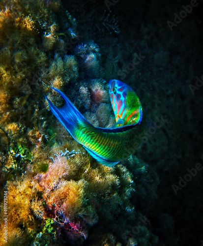 Beautiful Mediterranean Rainbow Peacock Wrasse feeding