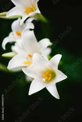 Wild tropical lilies with yellow centers and green leaves