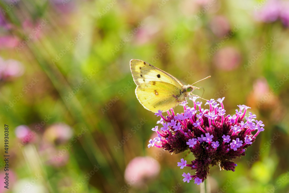 Butterfly Yellow-cheeked chickadee on purple flowers.