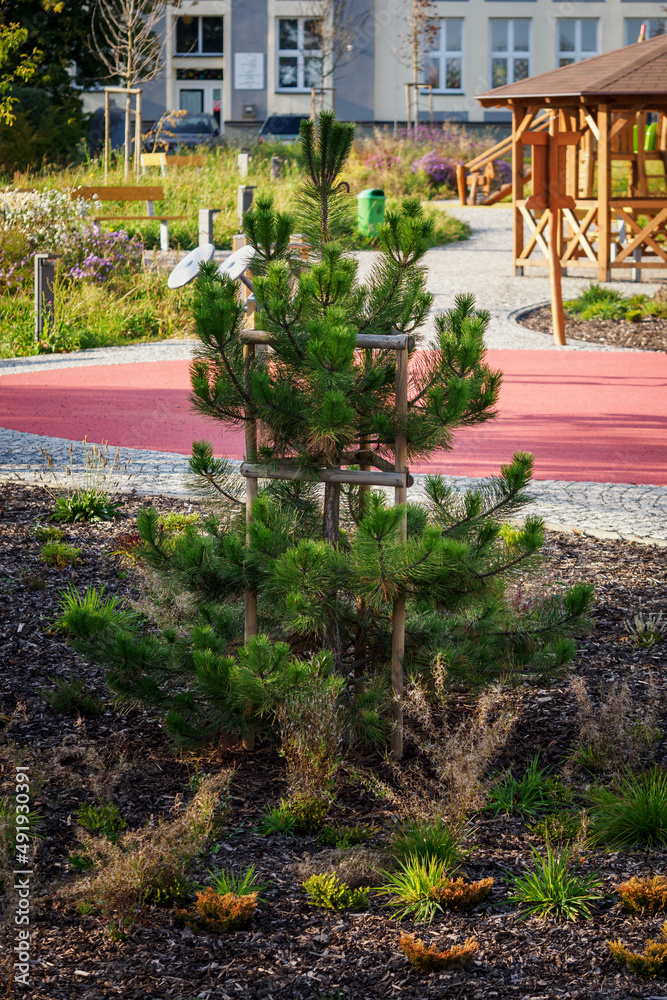 Obraz premium Supporting timber structure for planted pine tree.