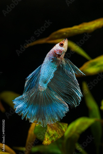 Warrior fish blue with dark background.