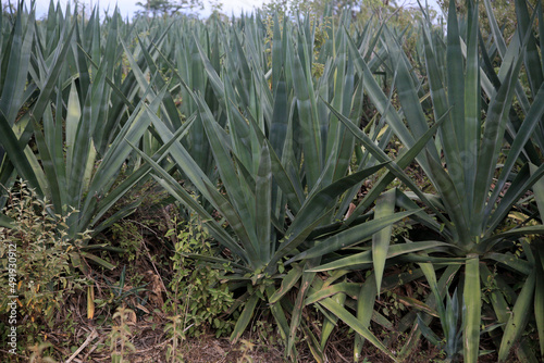 araci, bahia, brazil - march 9, 2022: sisal plant - agavaceae - where fibers are extracted for the production of ropes in the city of Araci, semi-arid region of Bahia. photo