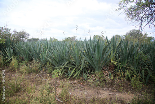 araci, bahia, brazil - march 9, 2022: sisal plant - agavaceae - where fibers are extracted for the production of ropes in the city of Araci, semi-arid region of Bahia. photo