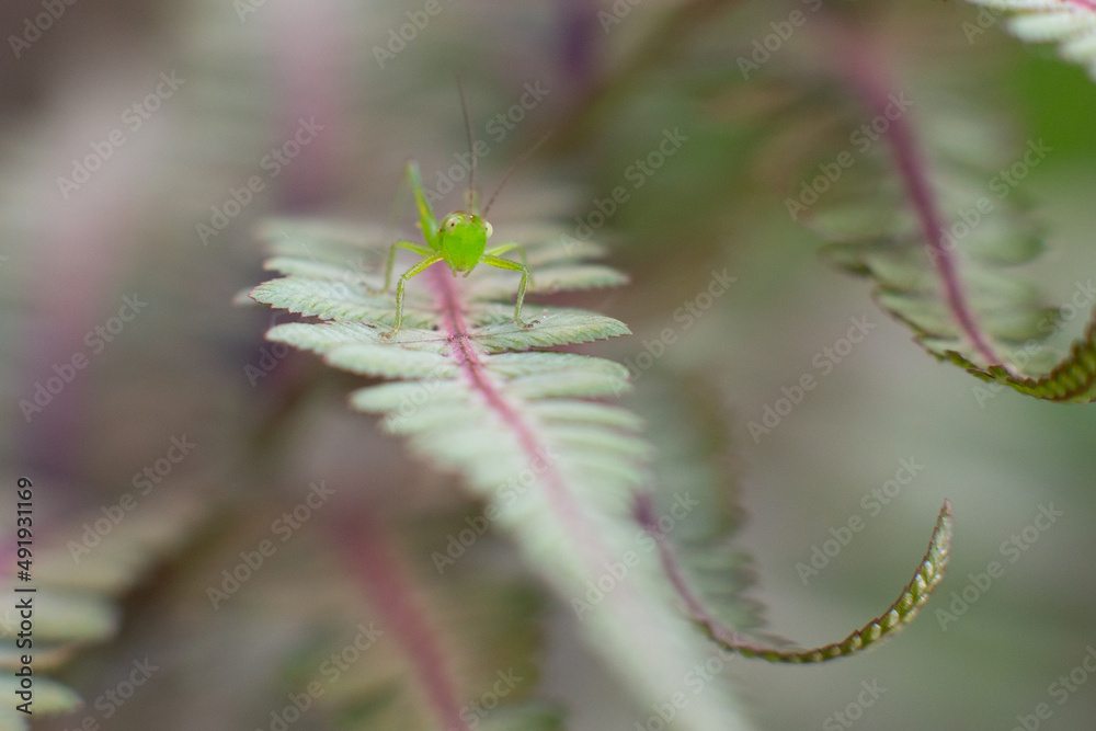Fototapeta premium macro grasshopper