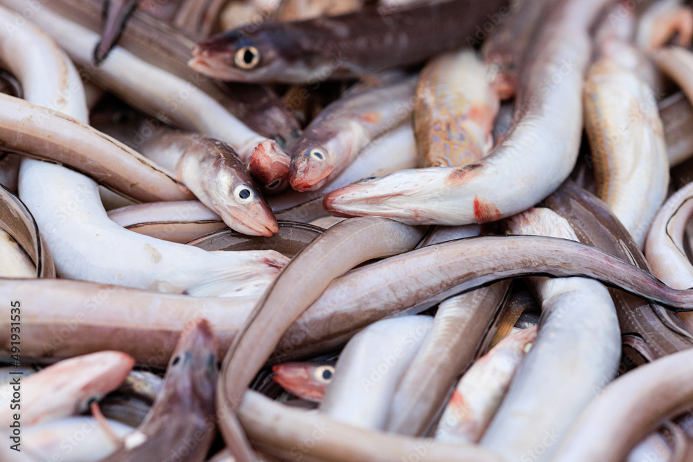Fresh fish, sea food, oysters, shrimps, prawn on shelf in Sicily, Italy fish market