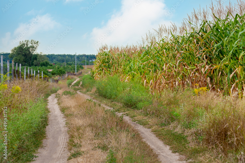 Rural dirty country road with grass near the edge of a green corn field late summer Rural dirty country road with grass near the edge of a green corn field late summer