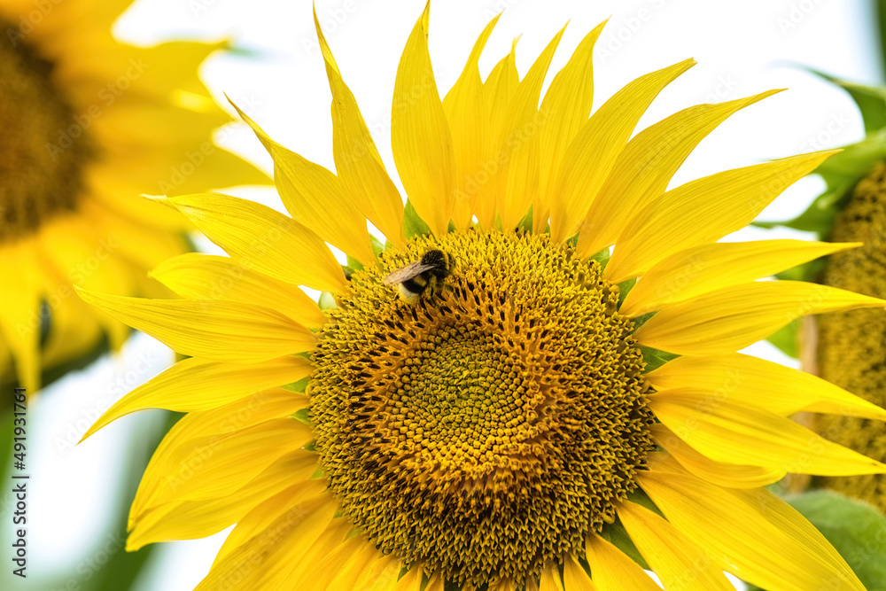 Naklejka premium Beautiful yellow flower of sunflower with pollinated bumblebee. Late summer nature background