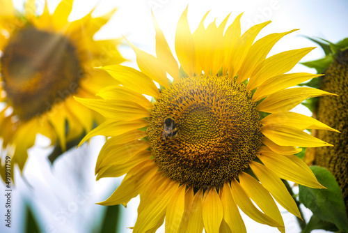 Beautiful yellow flower of sunflower with pollinated bumblebee. Late summer nature background photo