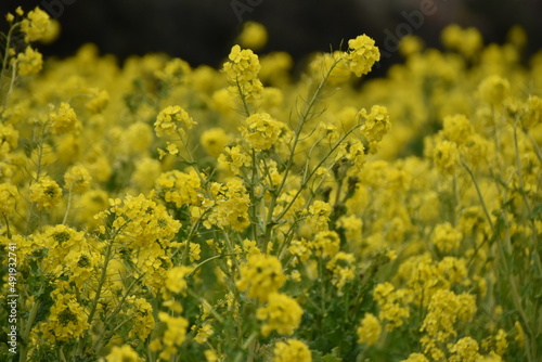 満開の菜の花