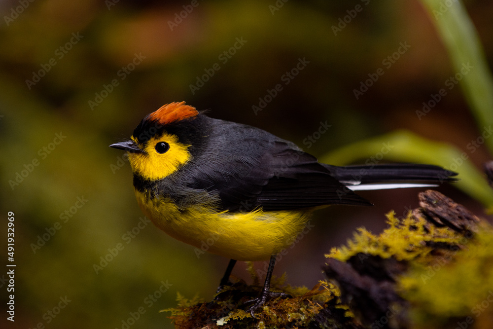 Obraz premium yellow wagtail on a branch