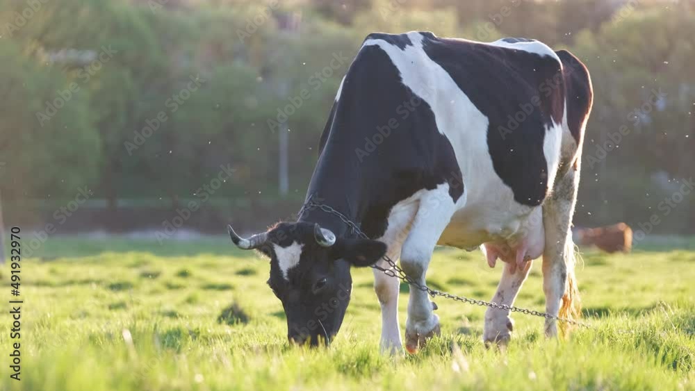 Milk cow grazing on green farm pasture on summer day. Feeding of cattle on farmland grassland Milk cow grazing on green farm pasture on summer day. Feeding of cattle on farmland grassland