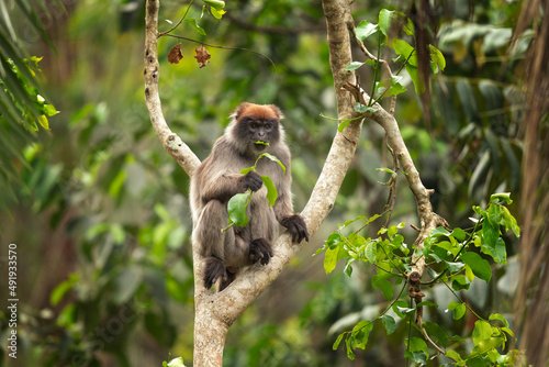Ugandan red colobus on the branch. Colobus in the forest. African nature. Safari in Uganda.  photo