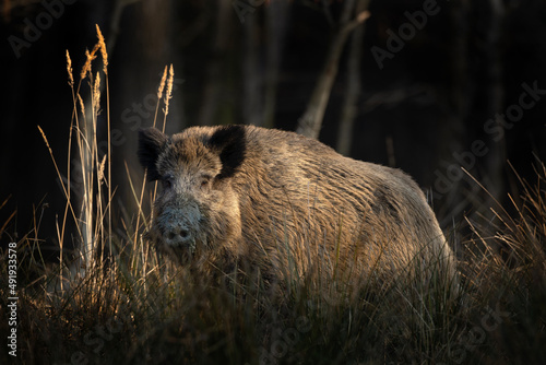 Fotobehang Wild boar in the wood