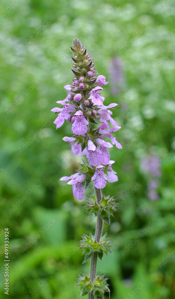Stachys palustris grows among grasses in nature Stachys palustris grows among grasses in nature