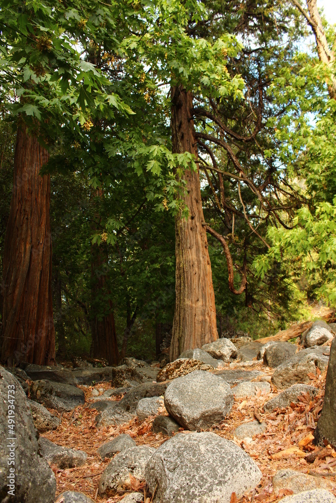 Fototapeta premium tree in the forest