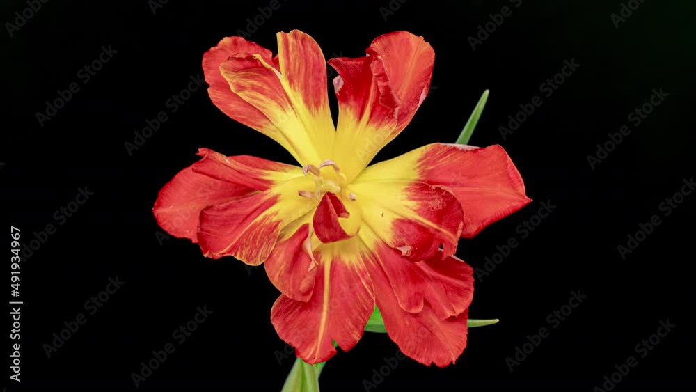 Top View Growing red Bud Tulip Flower. Amazing Beautiful Blooming Plant in Timelapse. Lovely Romantic and Natural Backdrop Wedding Decoration Flower in Growing Process Closeup 4k, Valentine's Day love Top View Growing red Bud Tulip Flower. Amazing Beautiful Blooming Plant in Timelapse. Lovely Romantic and Natural Backdrop Wedding Decoration Flower in Growing Process Closeup 4k, Valentine's Day love