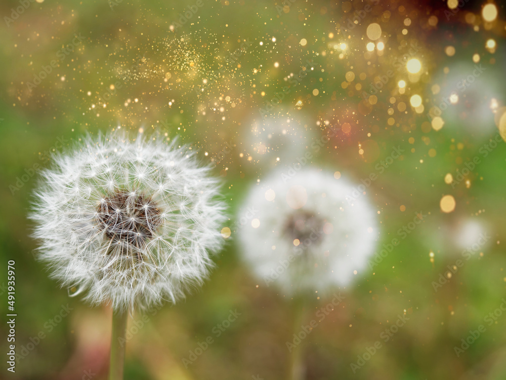 Obraz premium 光り輝くタンポポの綿毛 希望の光明