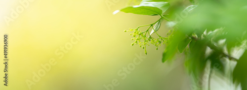 Closeup of mini young flower  under sunlight with copy space using as background green leaf natural plants landscape  ecology cover page concept.