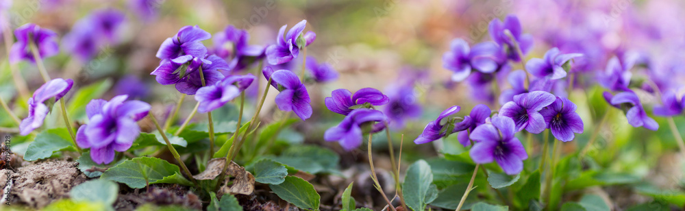 purple flowers in the field. panoramic view of a Manchurian Violet in the early spring. field of wild flowers purple flowers in the field. panoramic view of a Manchurian Violet in the early spring. field of wild flowers