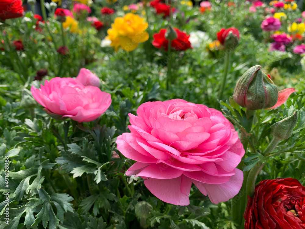 Obraz premium Beautiful flowering Buttercup or ranunculus (lat. - Ranunculus)