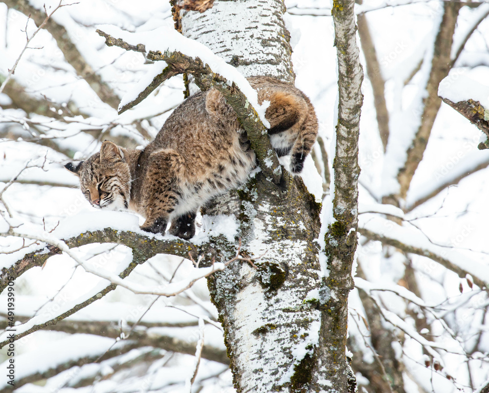 Obraz premium Bobcat (Felis rufus) sitting in a Wisconsin poplar tree in November