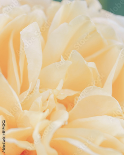 Blurred yellow roses flowers background. Abstract flower backdrop. Macro of pink petals texture, soft dreamy image. Unfocused blurred image