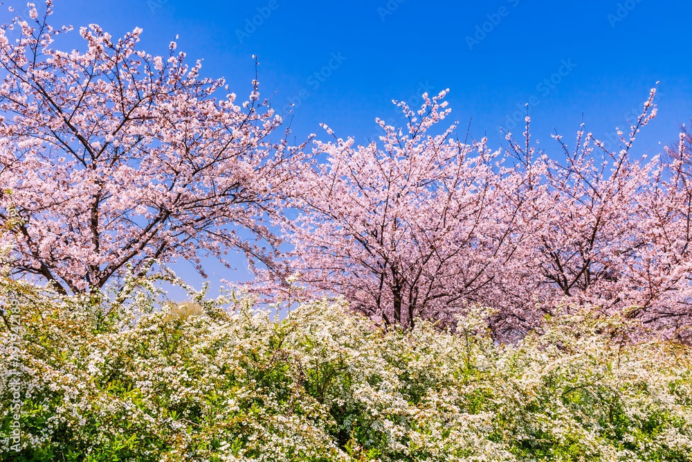 桜と菜の花　日本春風景