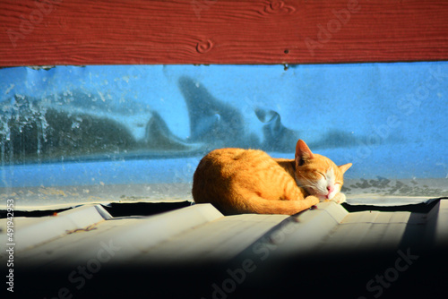 แมวที่กำลังนอนหลับพักผ่อนรับไออุ่นจากแสงแดดยามเช้า