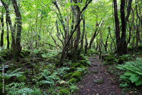 fine pathway through thick wild forest
