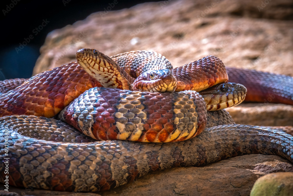 Obraz premium Three Northern Watersnakes (Nerodia, sipedon) engage in a mating ball or breeding ball as spring approaches. Raleigh, North Carolina.