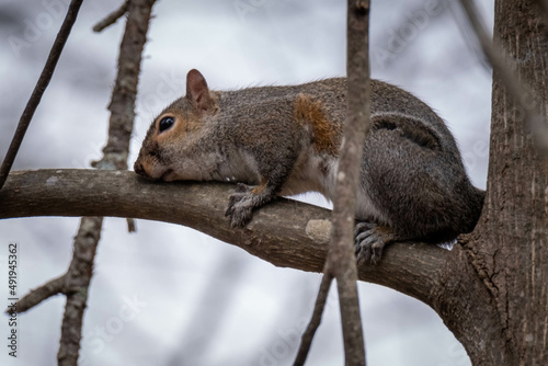An Eestern Gray Squirrel seems to be hugging the tree limb. Good for a meme. Raleigh, North Carolina.