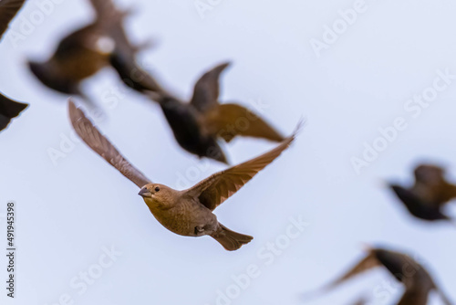A female Brown-headed Cowbird (Molothrus ater) joins the starlings. Raleigh, North Carolina. photo