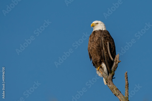 Perched Adult Bald Eagle on a branch