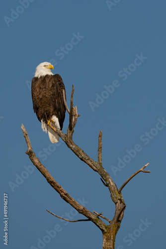 Perched Adult Bald Eagle on a branch