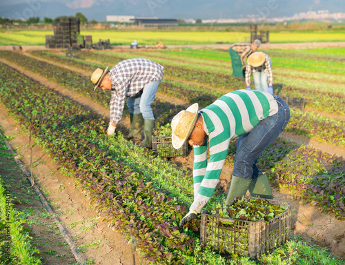 Confident hispanic farmer hand harvesting red mustard greens cultivar on farm plantation..