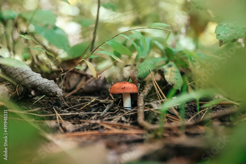 mushroom in the forest