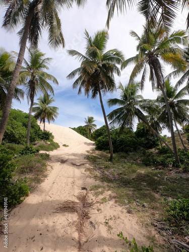 Estrada de areia e palmeiras próximas a uma praia no litoral do nordeste brasileiro