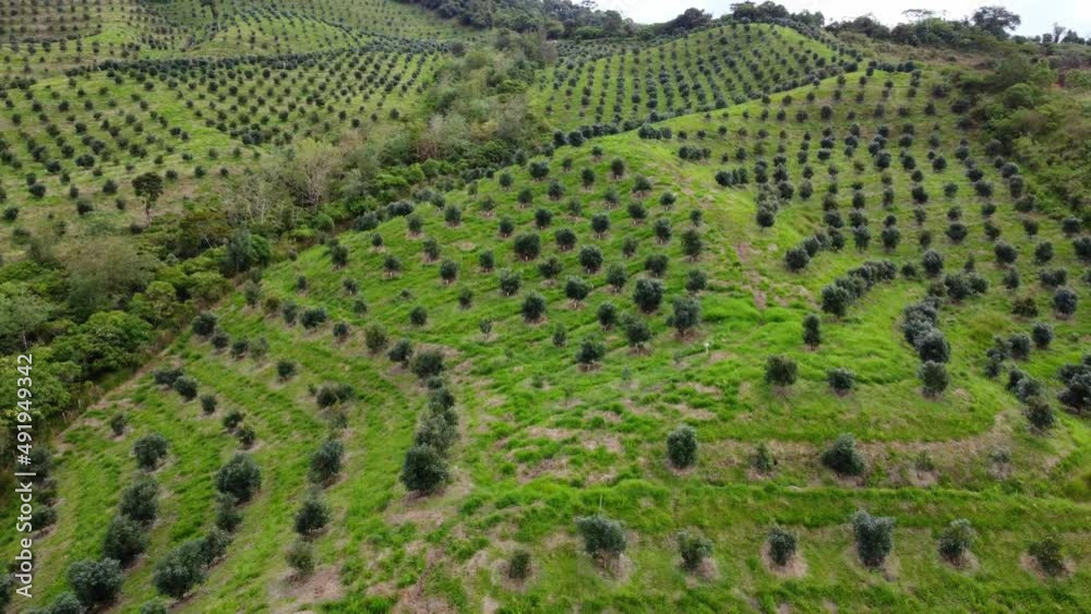 fly over shot of a avocado plantation in a mountain fly over shot of a avocado plantation in a mountain