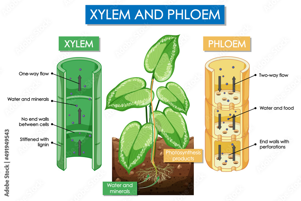 Diagram showing xylem and phloem plant Stock Vector Adobe Stock