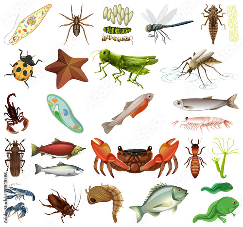 Different kinds of insects and animals on white background