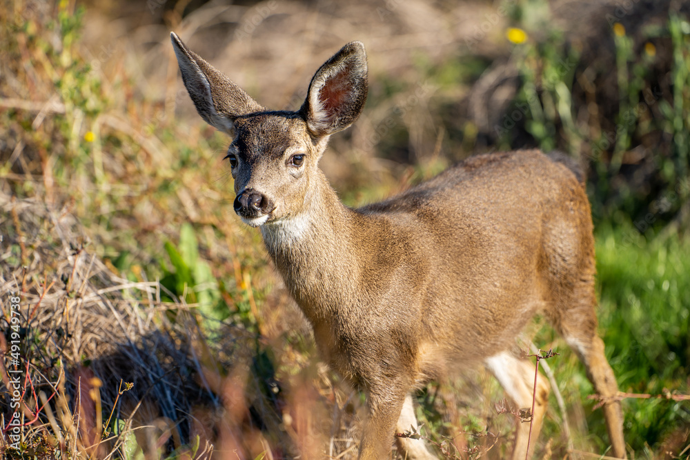 Young California Mule Deer (Odocoileus hemionus californicus) walking in the field. Beautiful deer in its natural habitat. Young California Mule Deer (Odocoileus hemionus californicus) walking in the field. Beautiful deer in its natural habitat.