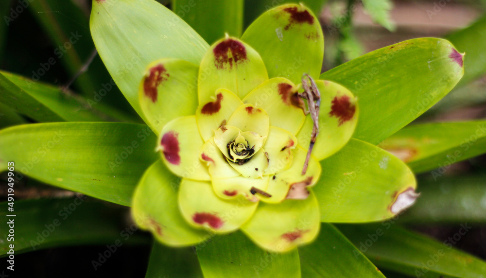 Obraz premium Bromélia, mata atlântica brasileira 