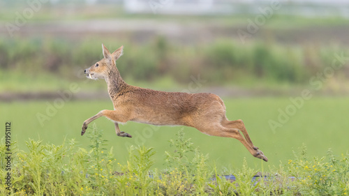 고라니, 수컷, Water deer, Vampire Deer, elk, Hydropotes inermis